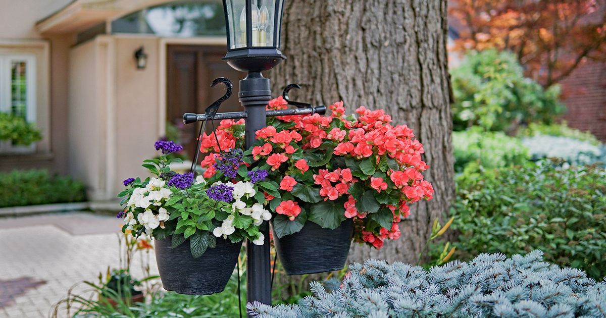 Our 12 Favorite Plants for a Walkway & Why You'll Love Them