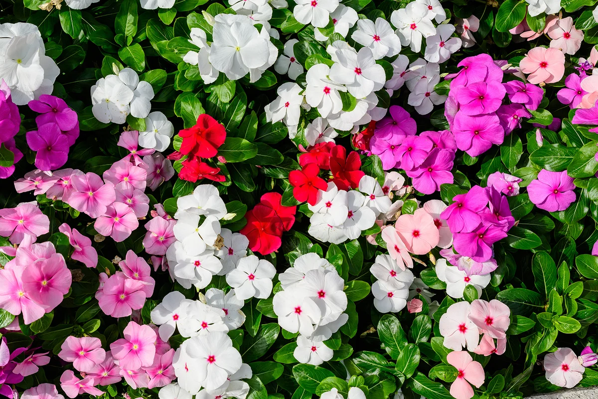 Large garden pot with vivid pink, red and white Impatiens walleriana flowers