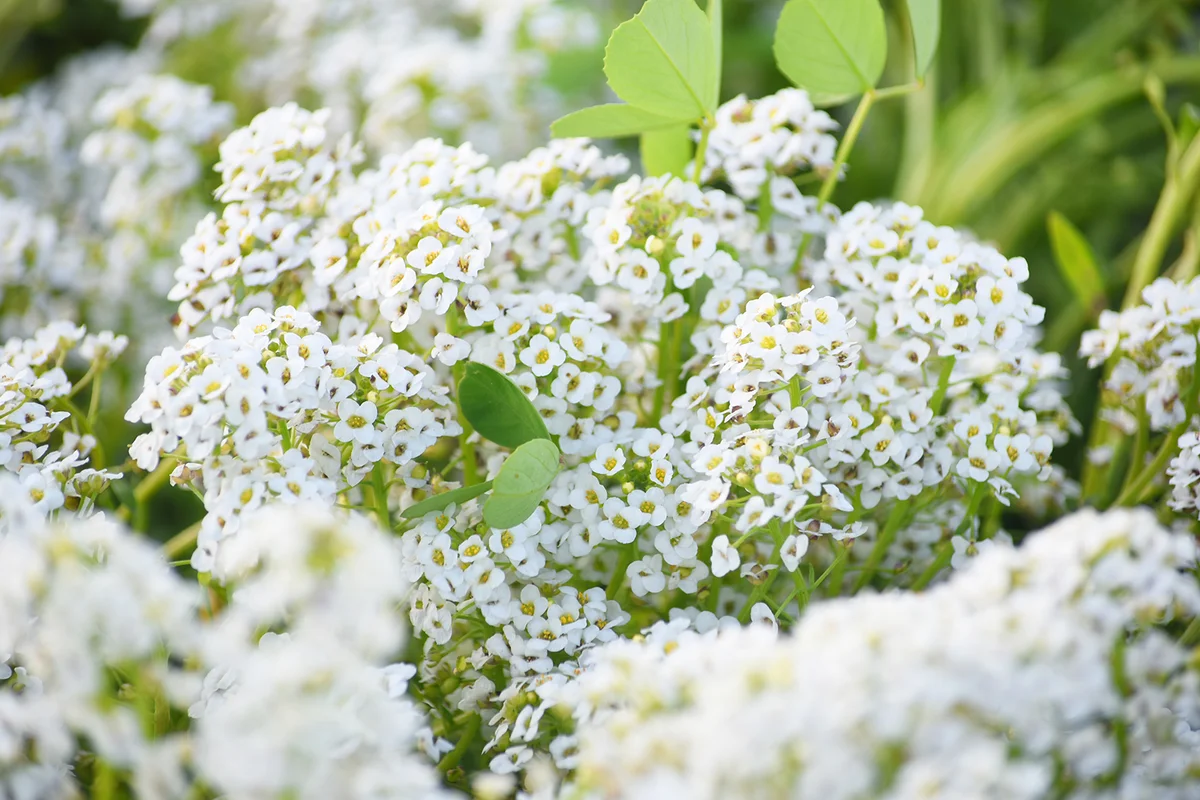 Sweet Alyssum or lobularia maritima