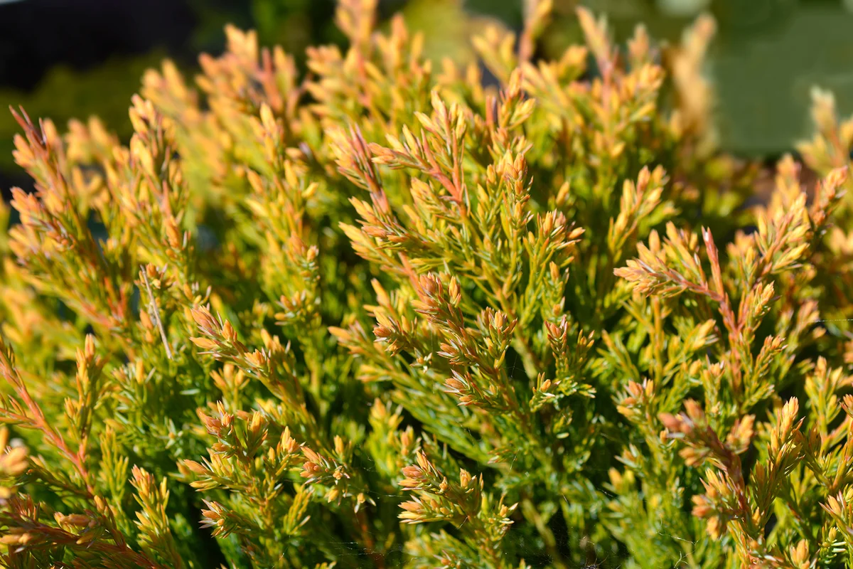Creeping juniper Lime Glow