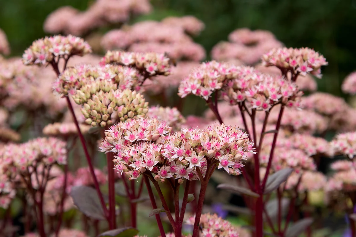 Stonecrop (Sedum 'Matrona') millennium plant