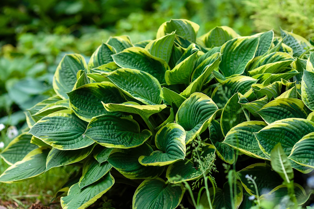 Green bush Hosta
