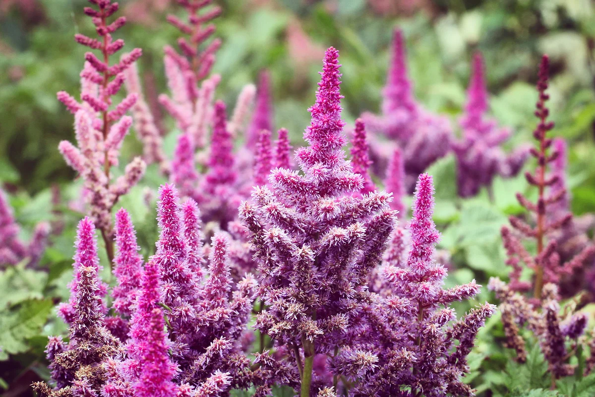 Purple Astilbe 'obergartner jurgens arendsii' in flower