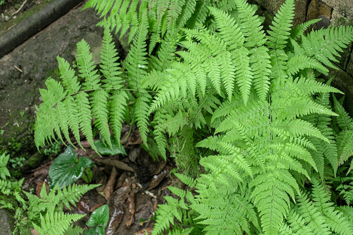 beautiful green fresh fern plant growing wild