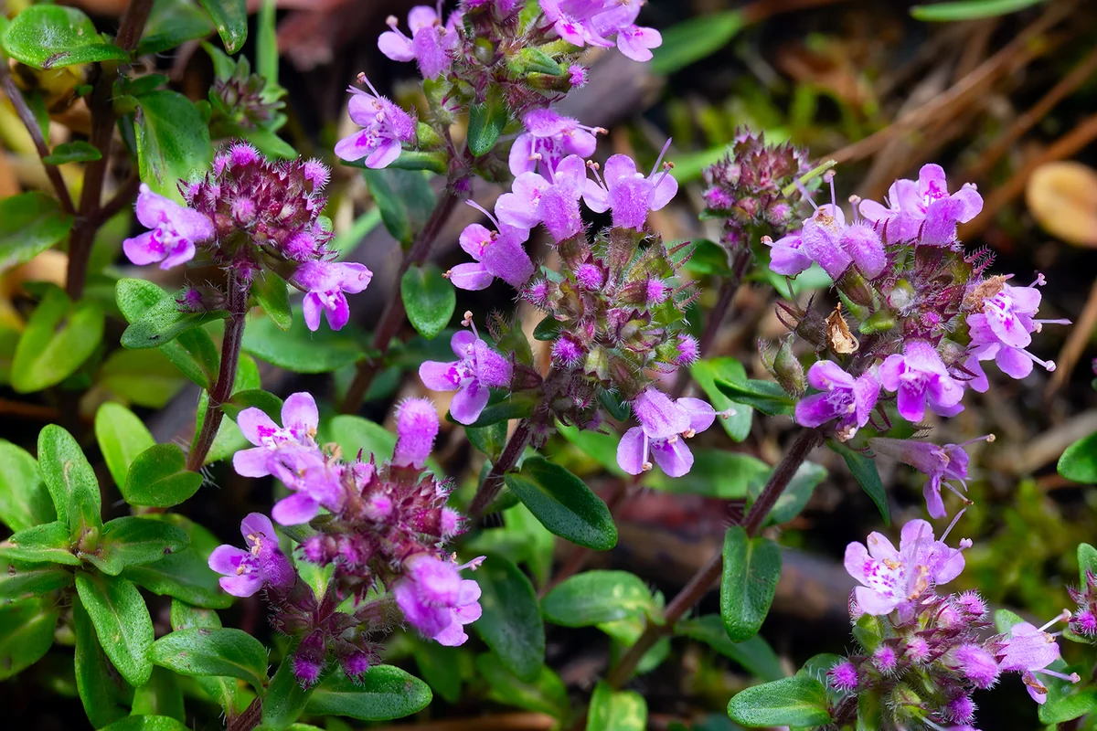 Breckland wild thyme, creeping thyme
