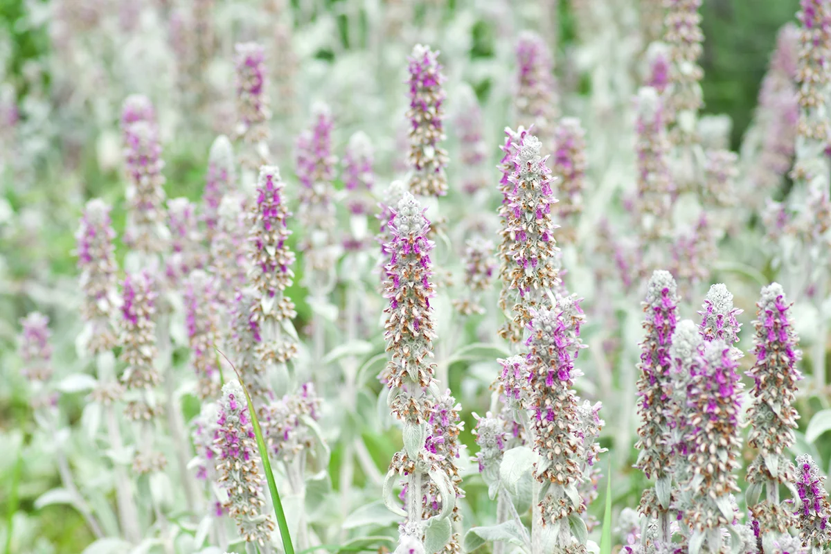 Lamb's ear flowers