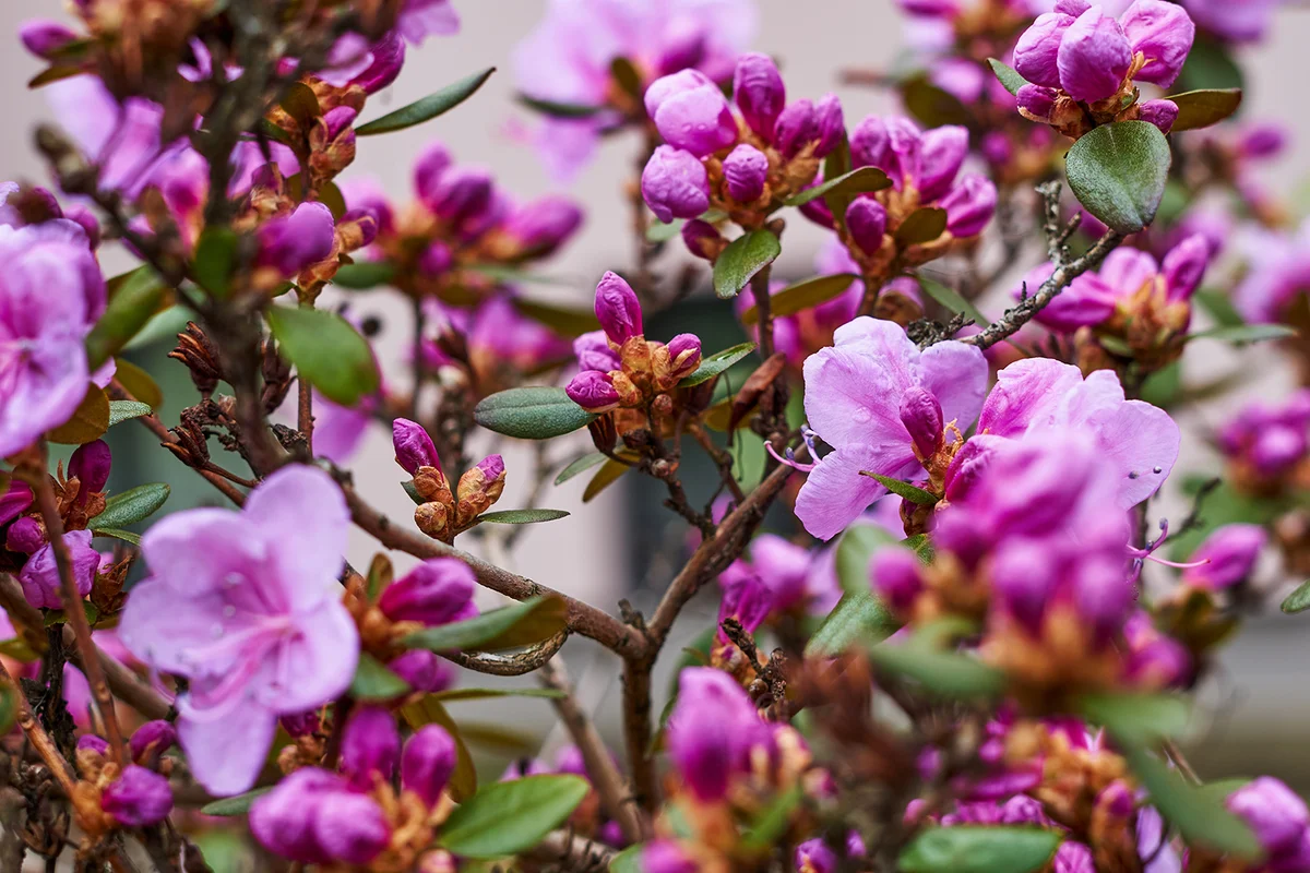 Pink Rhododendron flowers in garden