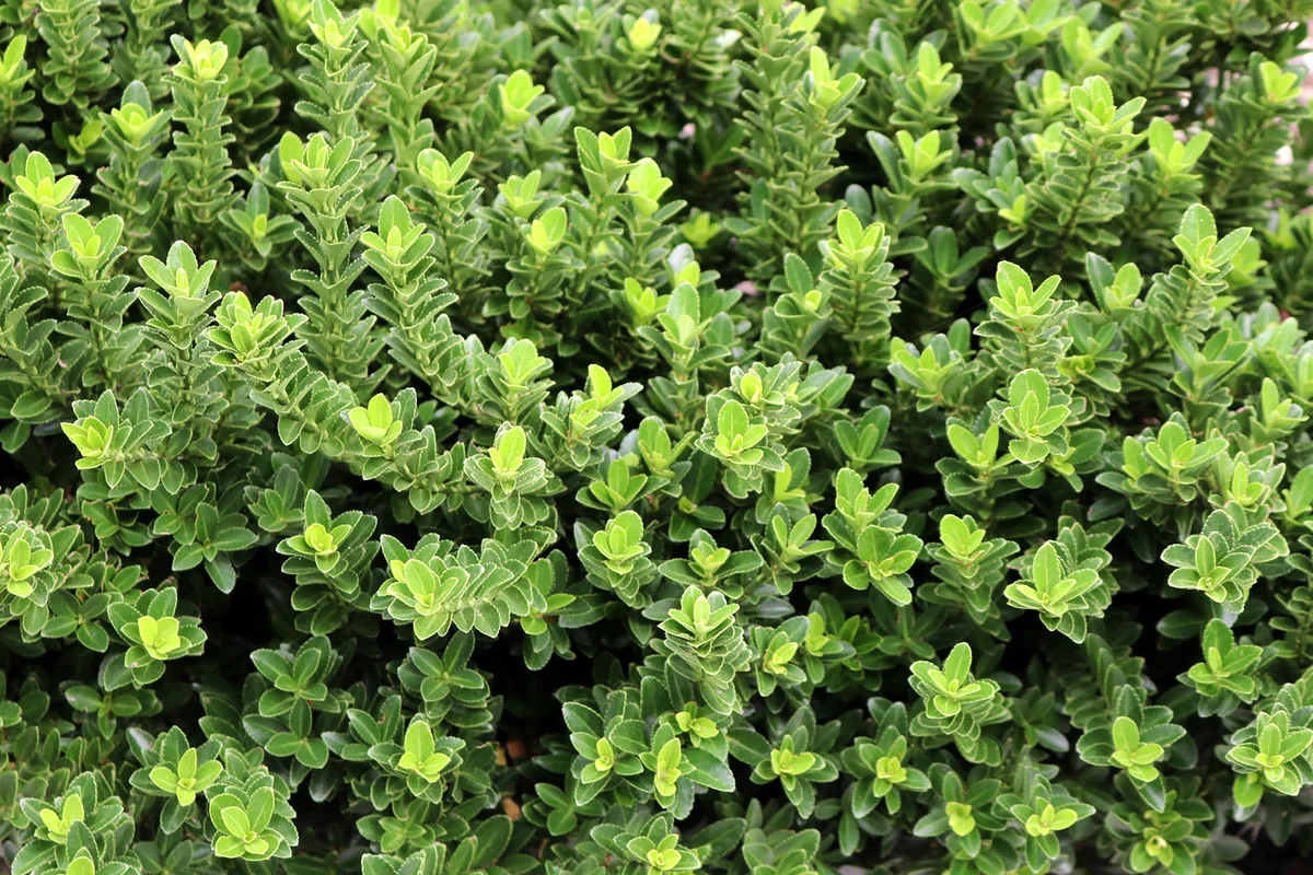 'Green Velvet Boxwood' cultivar of Chinese box