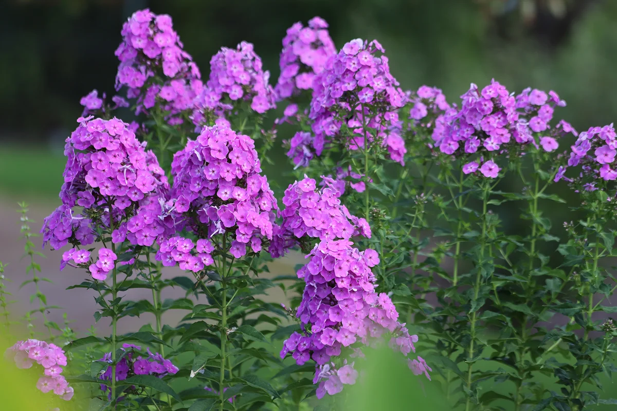 Garden Phlox paniculata, creeping phlox subulata