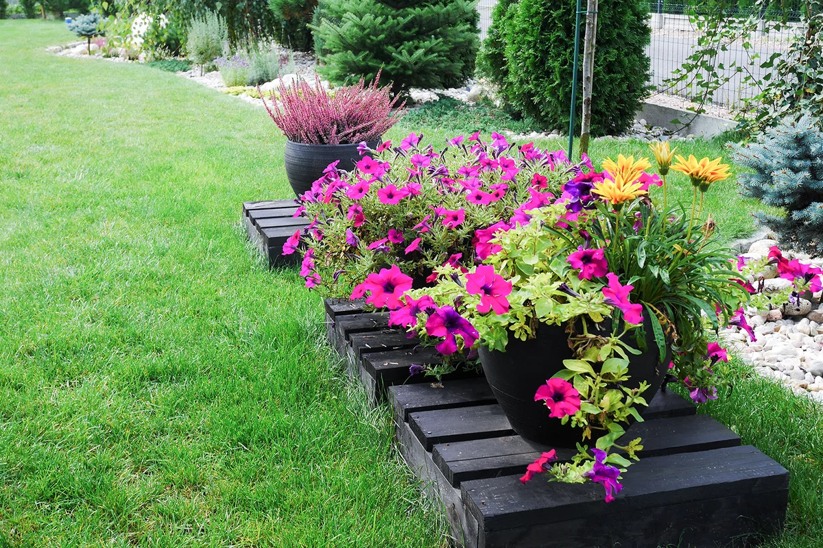 Flowers in Apot