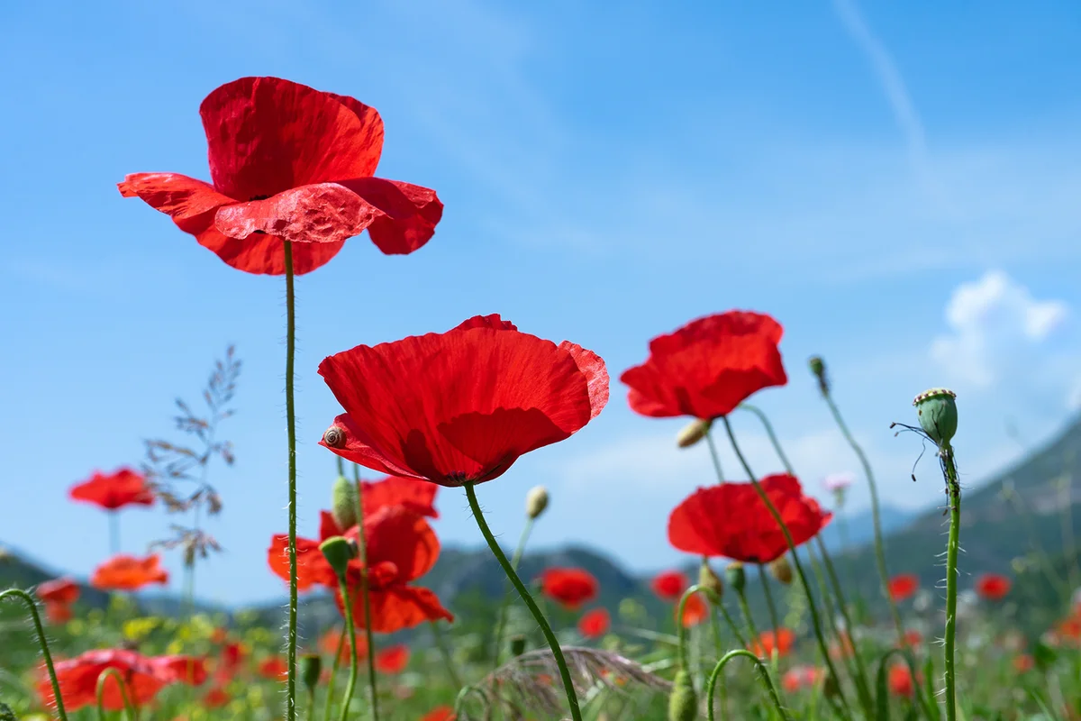 Bright poppy flowers against the blue sky