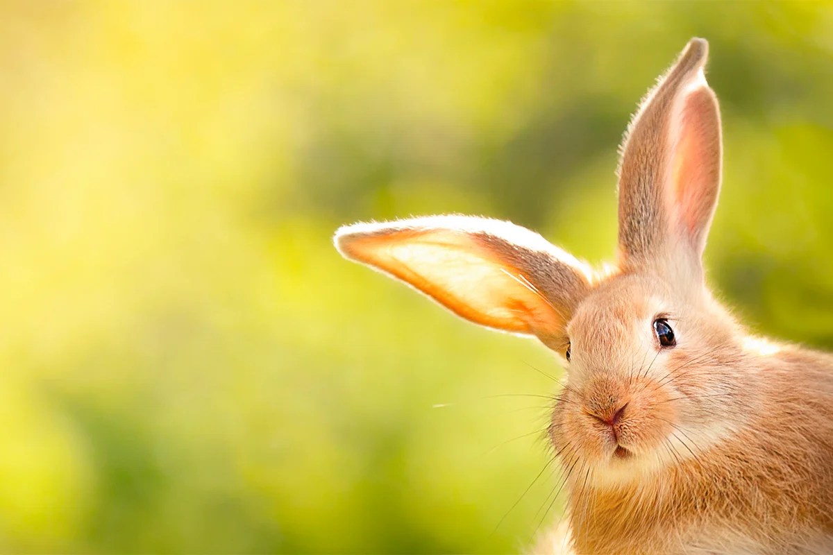 Rabbit on yellow background