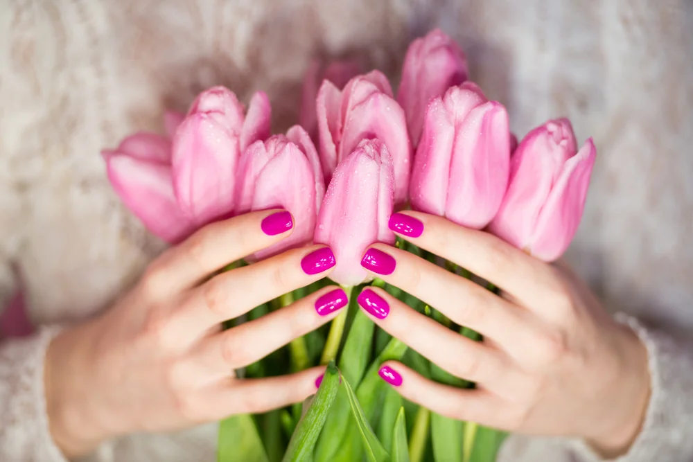 Fuchsia manicured hands holding tulip flowers