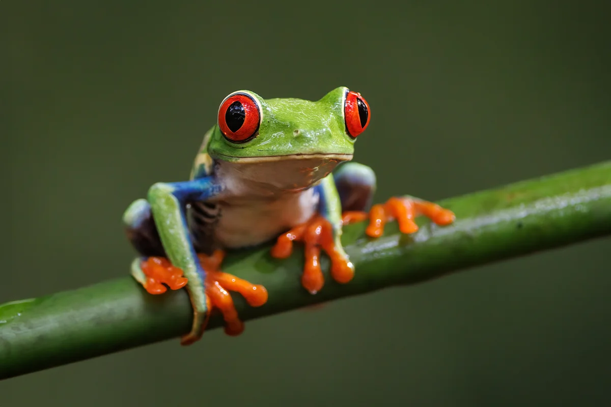 Red-eyed Tree Frog in Costa Rica