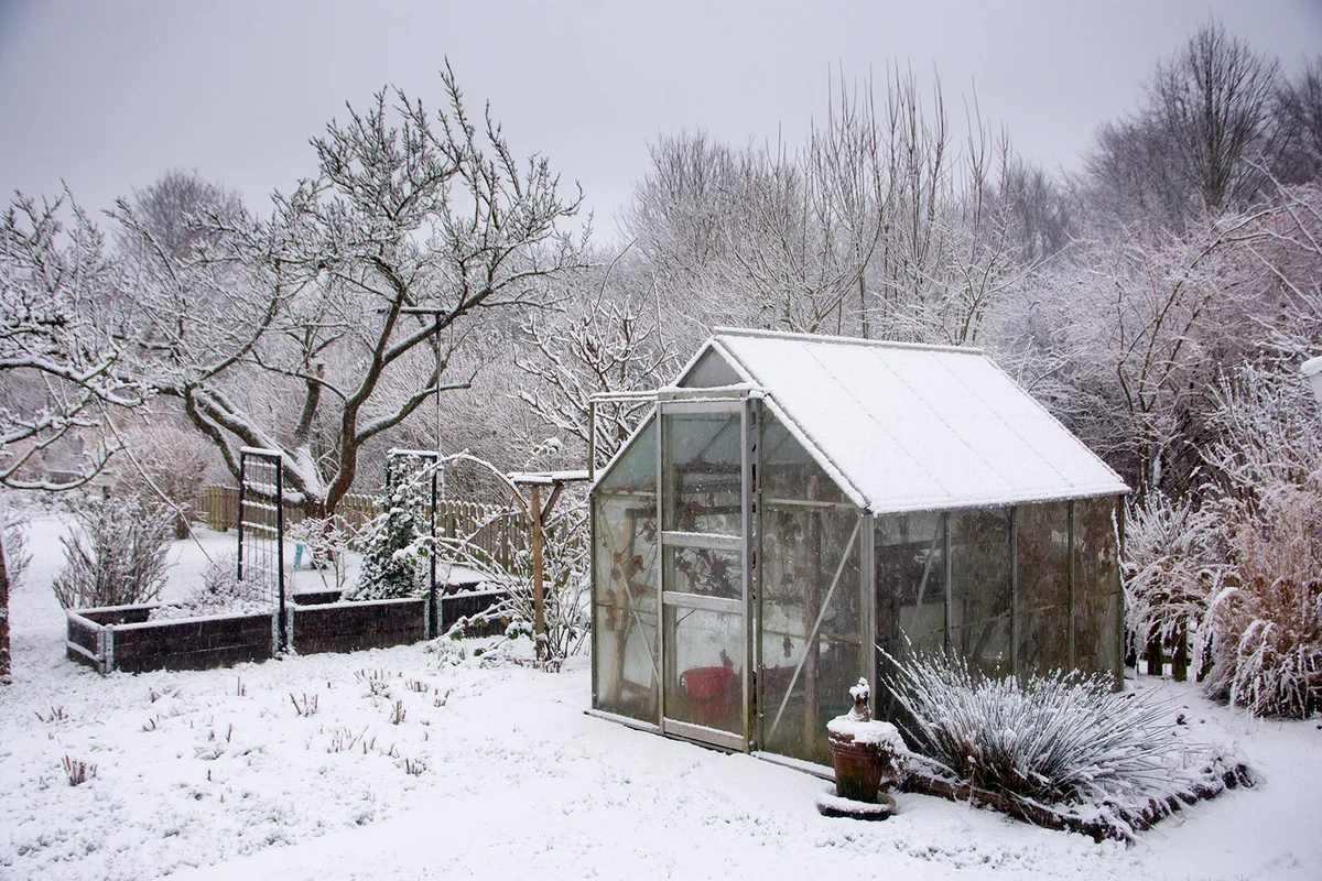 Garden with snow covered green house in winter an plumm tree in the background