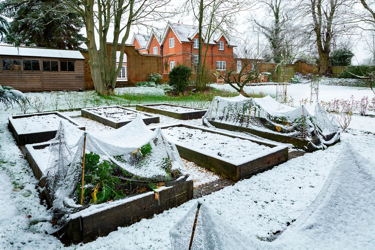 Winter vegetable garden covered in snow with wooden raised beds,