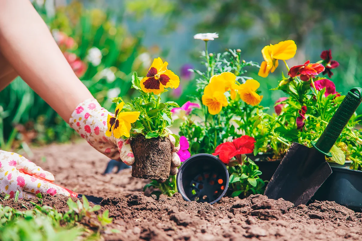 The gardener is planting a flower garden