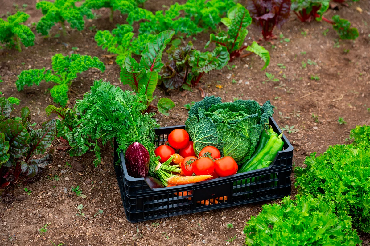Plastic box with fresh organic vegetables standing on fertile soil in kitchen garden. Harvest time