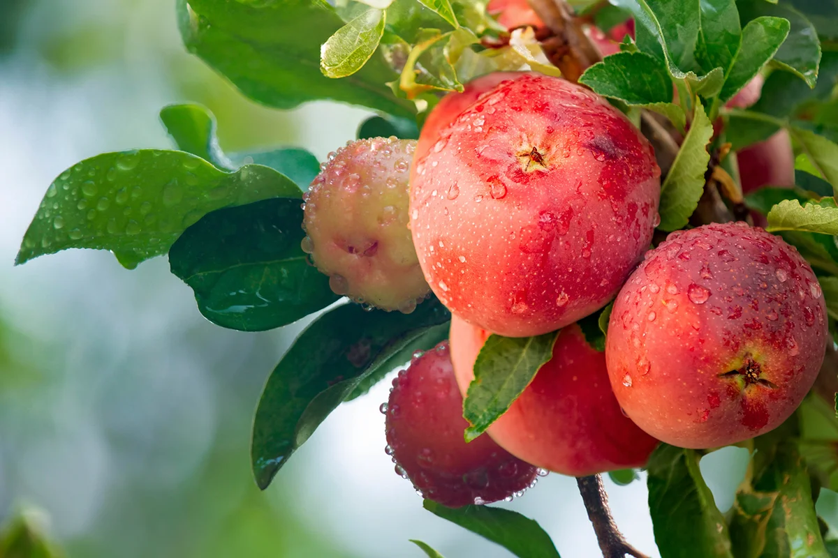 apples on the tree ready to be harvested. Apples in the apple orchard