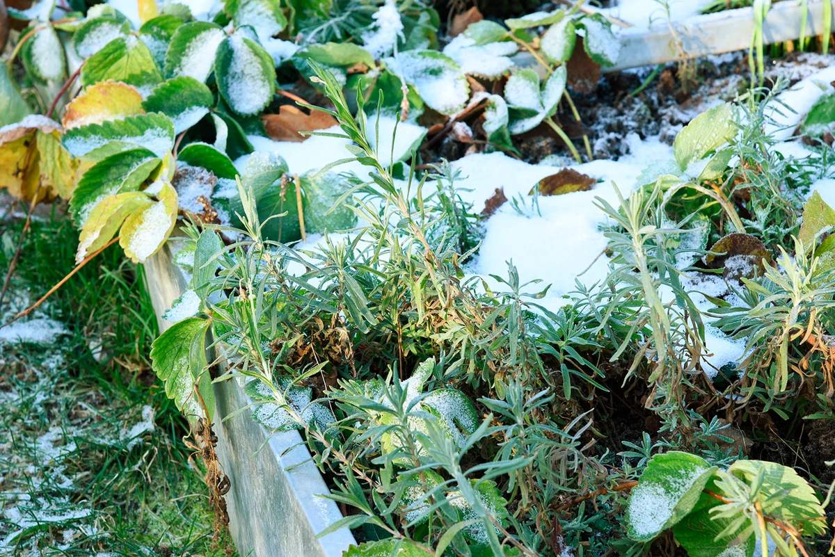 Frosty vegetable garden or allotment garden bed with snow covered plants and herbs