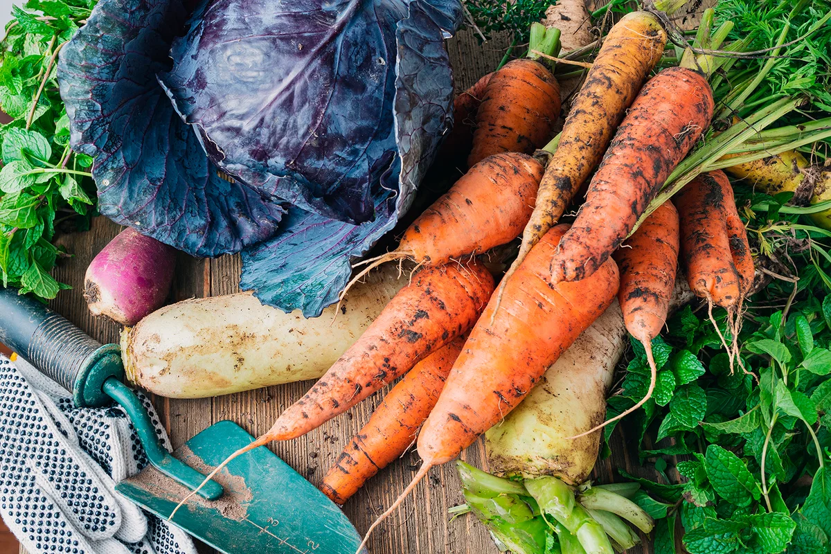 Winter vegetables straight from the garden radishes, carrots, cabbage, herbs and turnips.