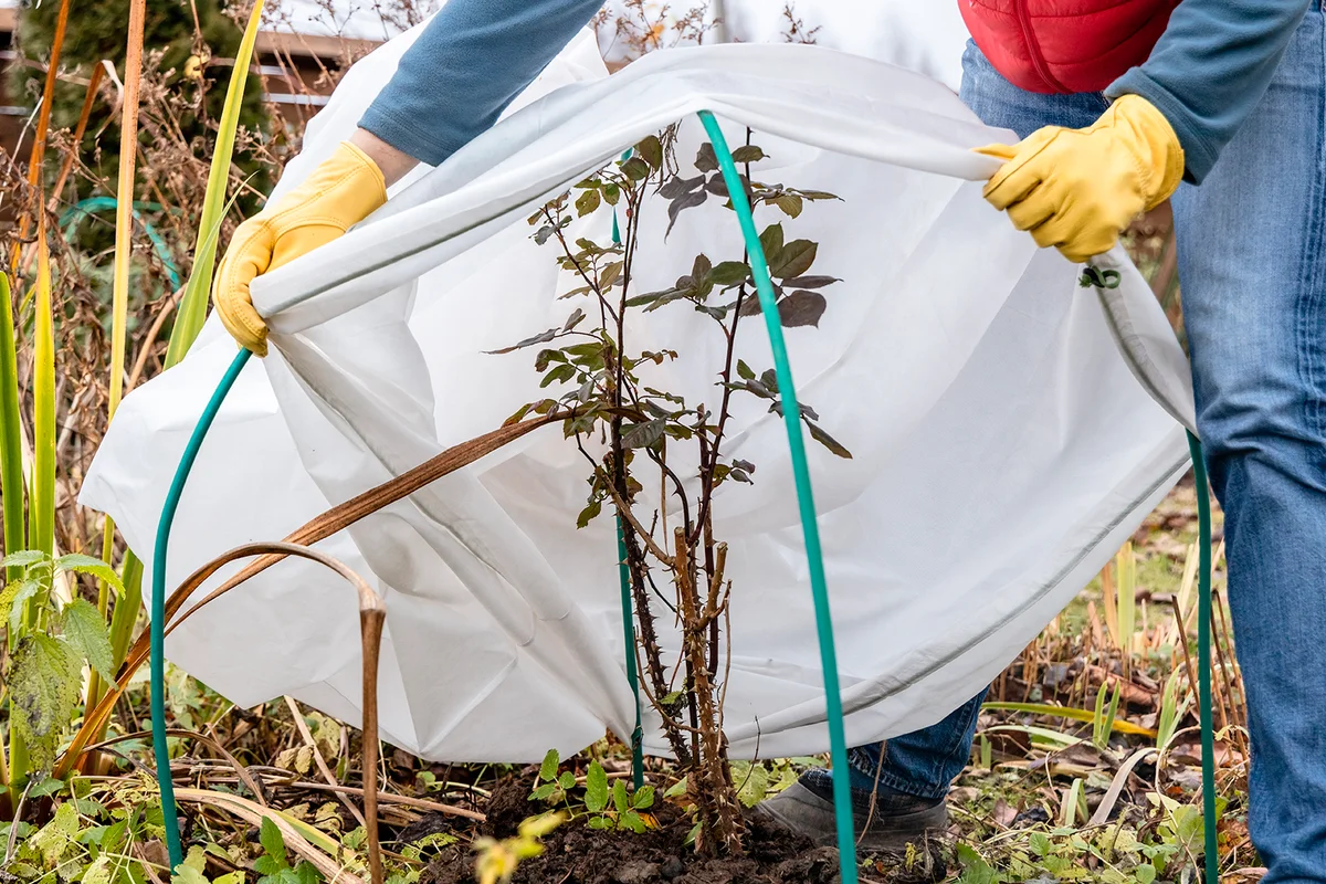 Winter Protection for garden, winter shelter for garden plants, shelter rhododendrons