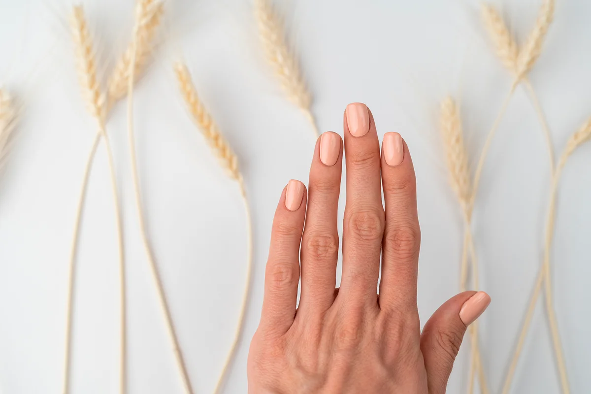 A close shot of the thin graceful hands of a girl with a nude manicure holds dried flowers of wheat on a white background