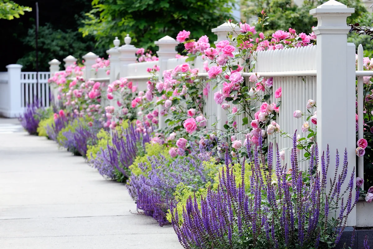 Colorful garden border, white fence and pink roses