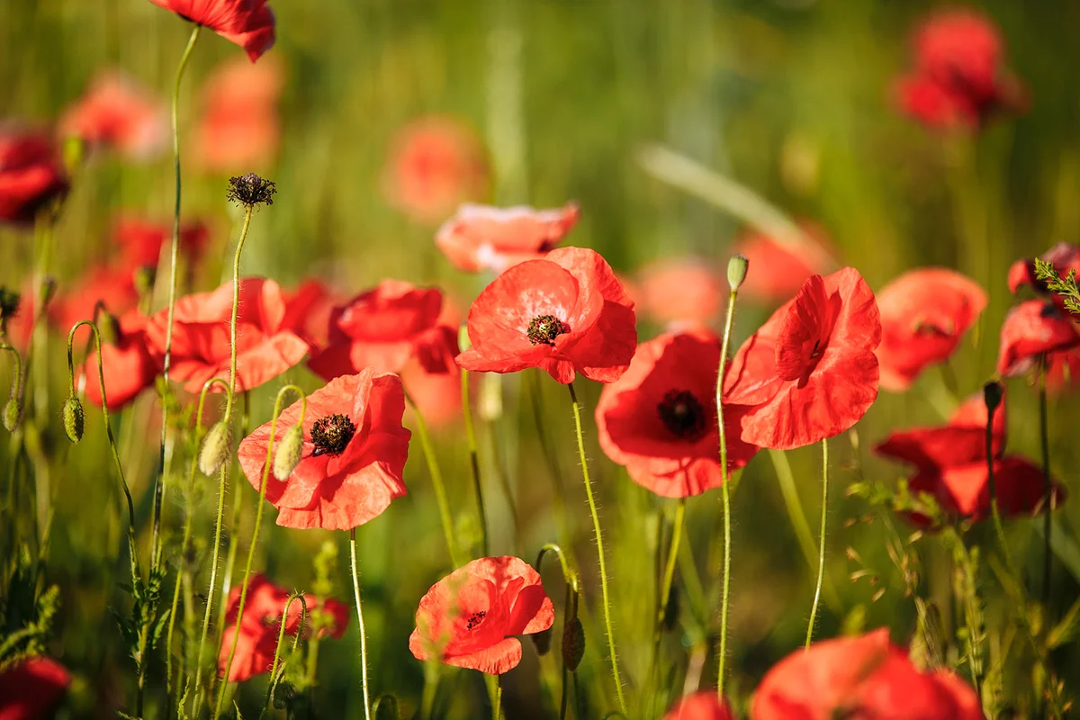 a field of red poppies on a sunny morning day