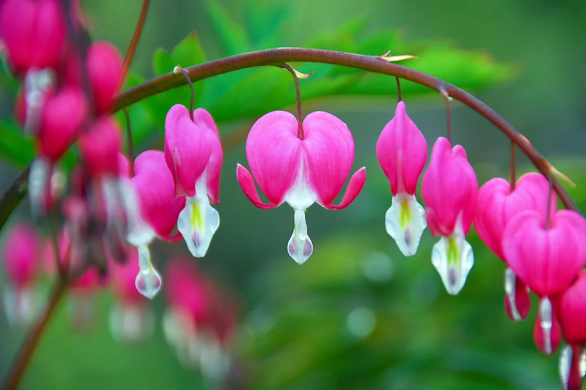 Dicentra spectabilis (Lamprocapnos) - bleeding heart