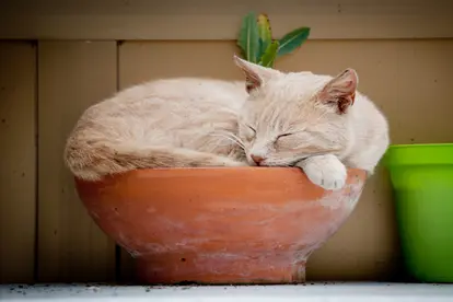 Cat sleeping in flower-pot