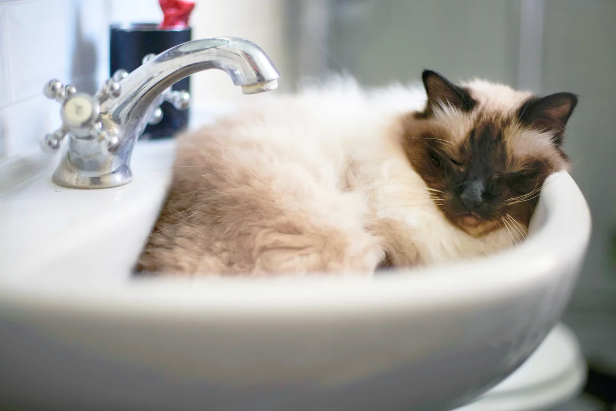 Birman cat sleeping in sink