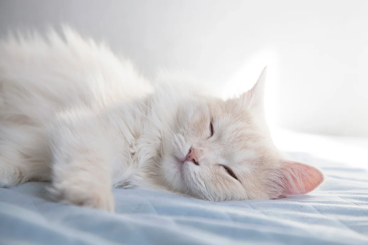 White Turkish Angora cat sleeping