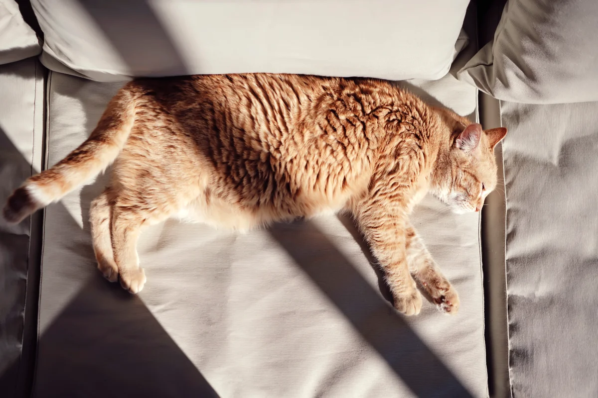 Cat sleeping sideways on the sofa