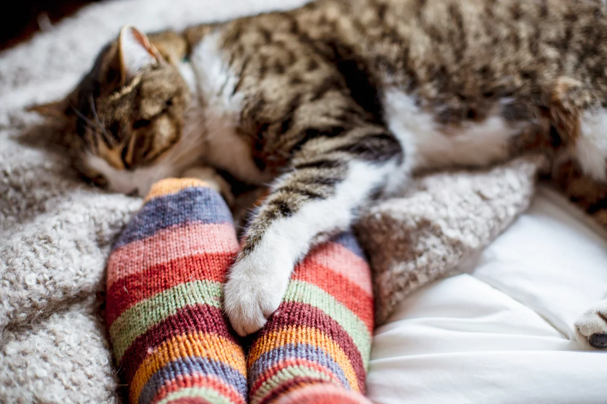 Cat sleeping on a bed feet of a person
