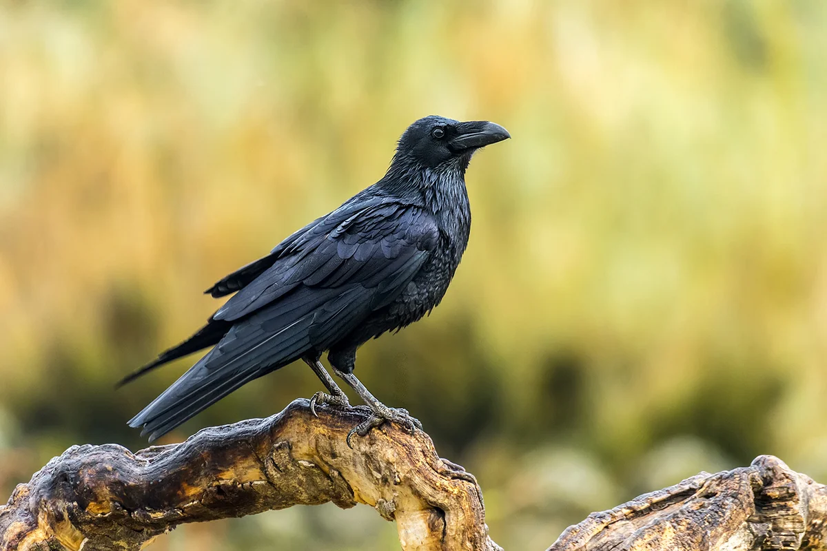 raven on tree branch