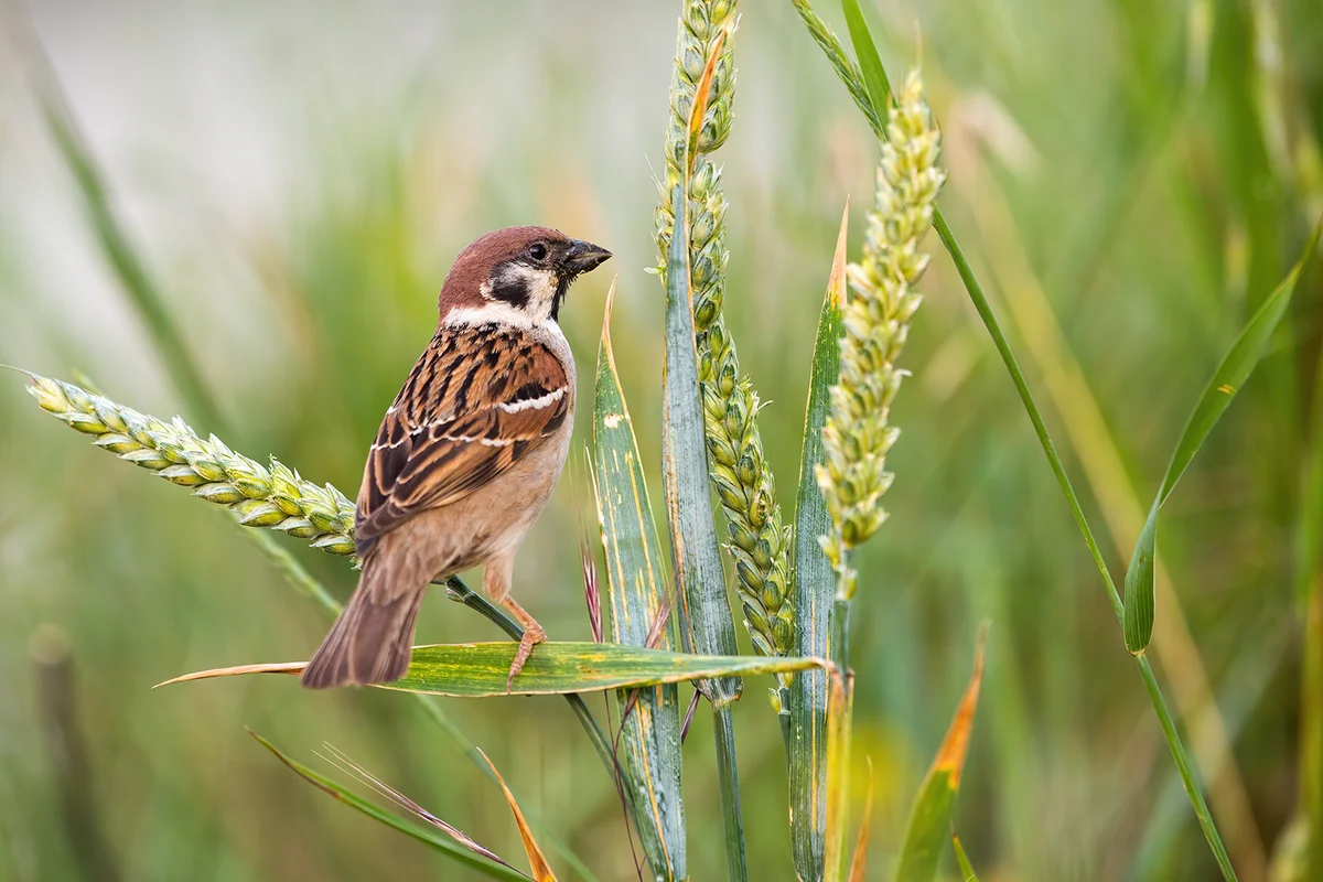 Curious eurasian tree sparrow