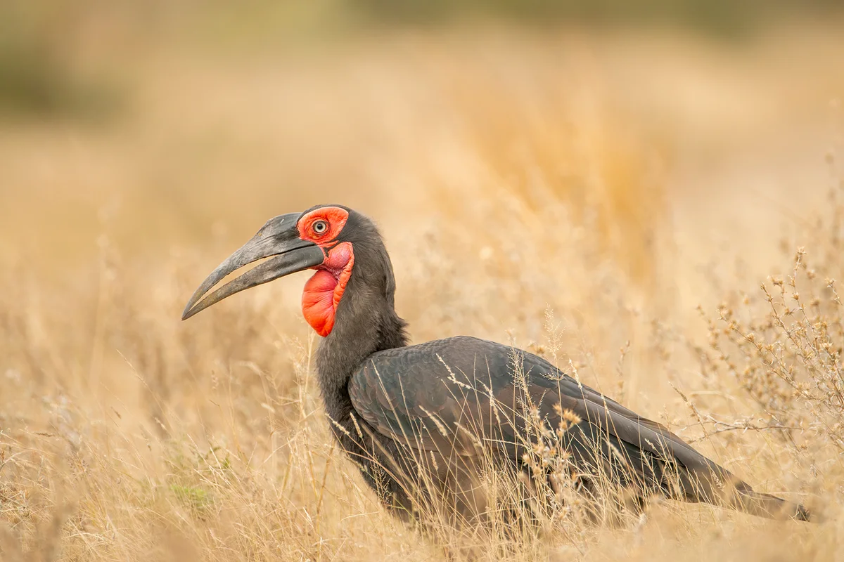 close up photo of a southern ground hornbill
