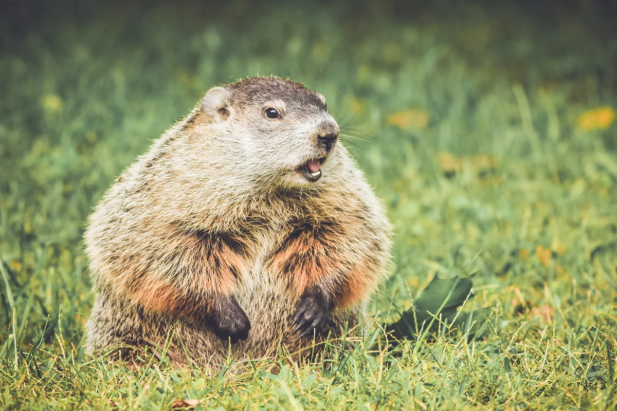 Groundhog in vintage garden setting
