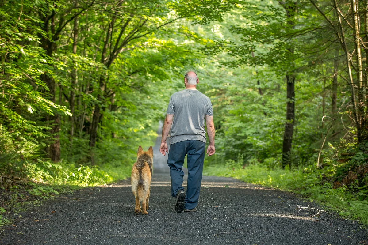 Man walking german shepherd dog on a quiet country road in forest.