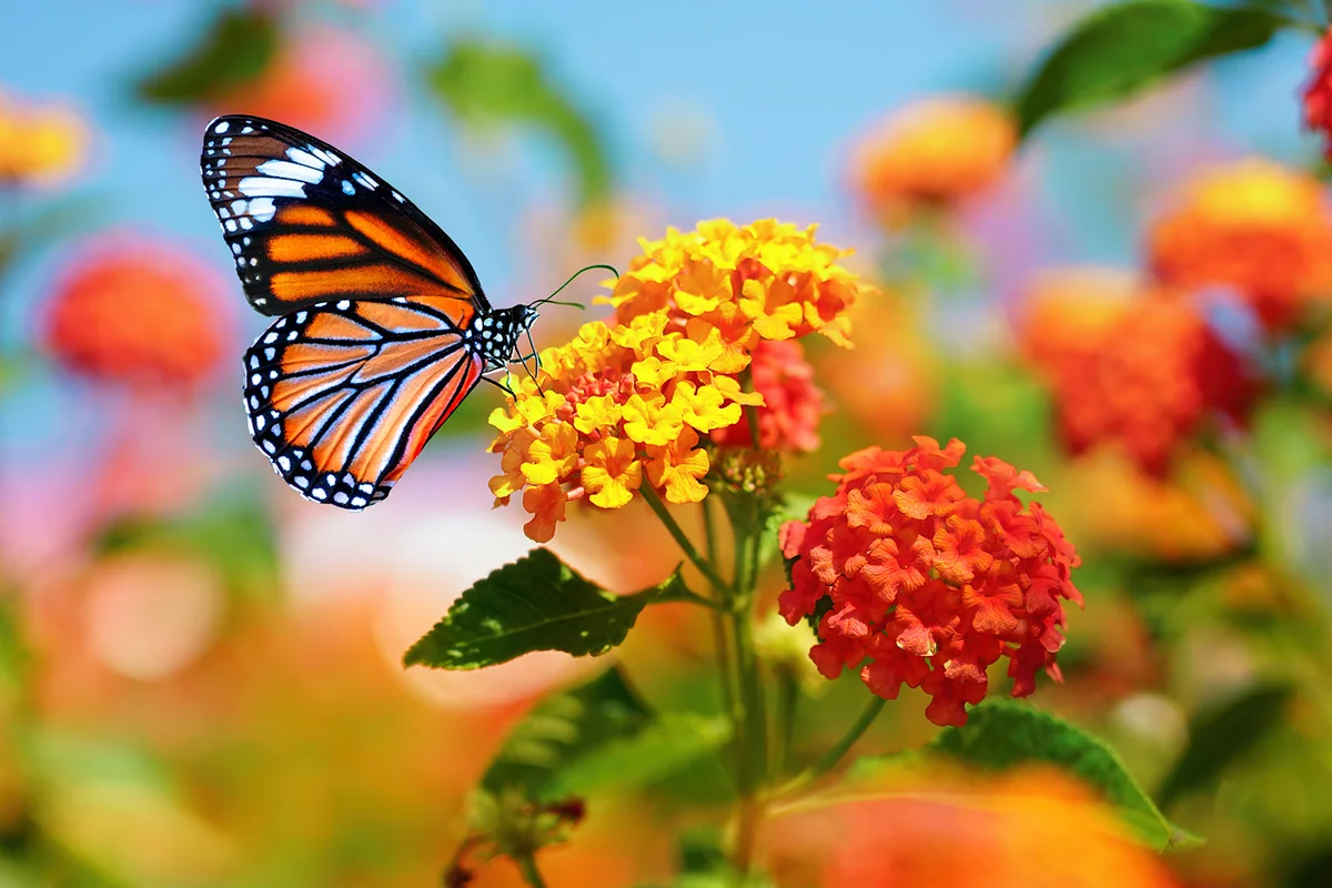 butterfly on lantana flower on bright sunny day