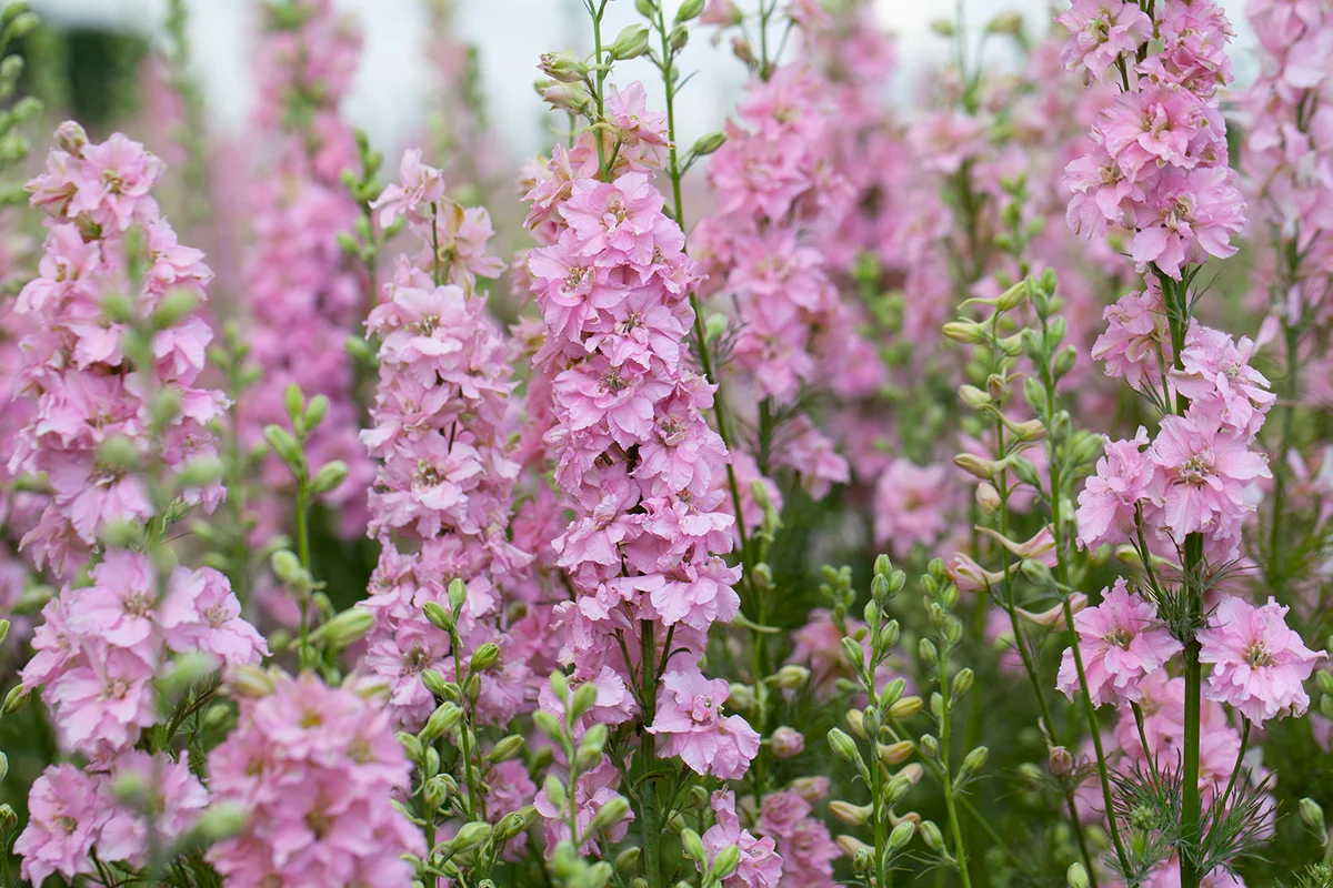 Pink and purple Larkspur flowering plant