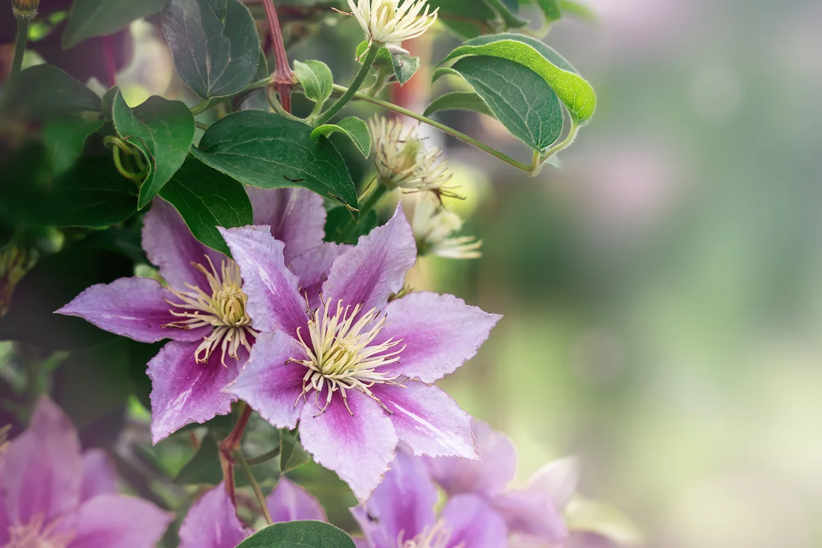 Pink with white striped Clematis Nelly Moser in garden