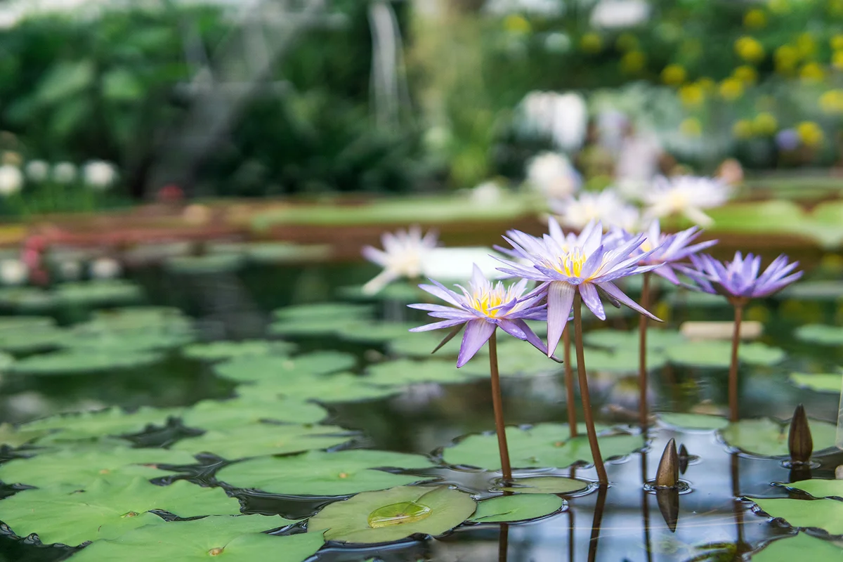 beautiful flowers of blue water lily,