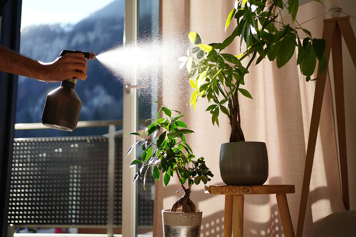 Using a spray bottle to mist tropical plants in a modern living room