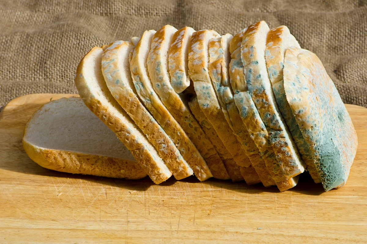 moldy bread