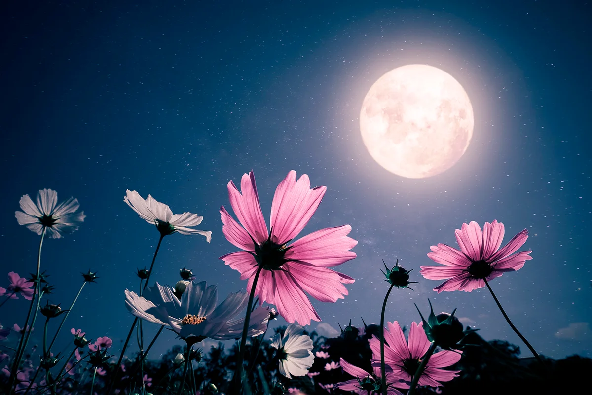 Night romantic scene - Beautiful pink flower blooming in the garden with night skies and full moon. flower of cosmos at night