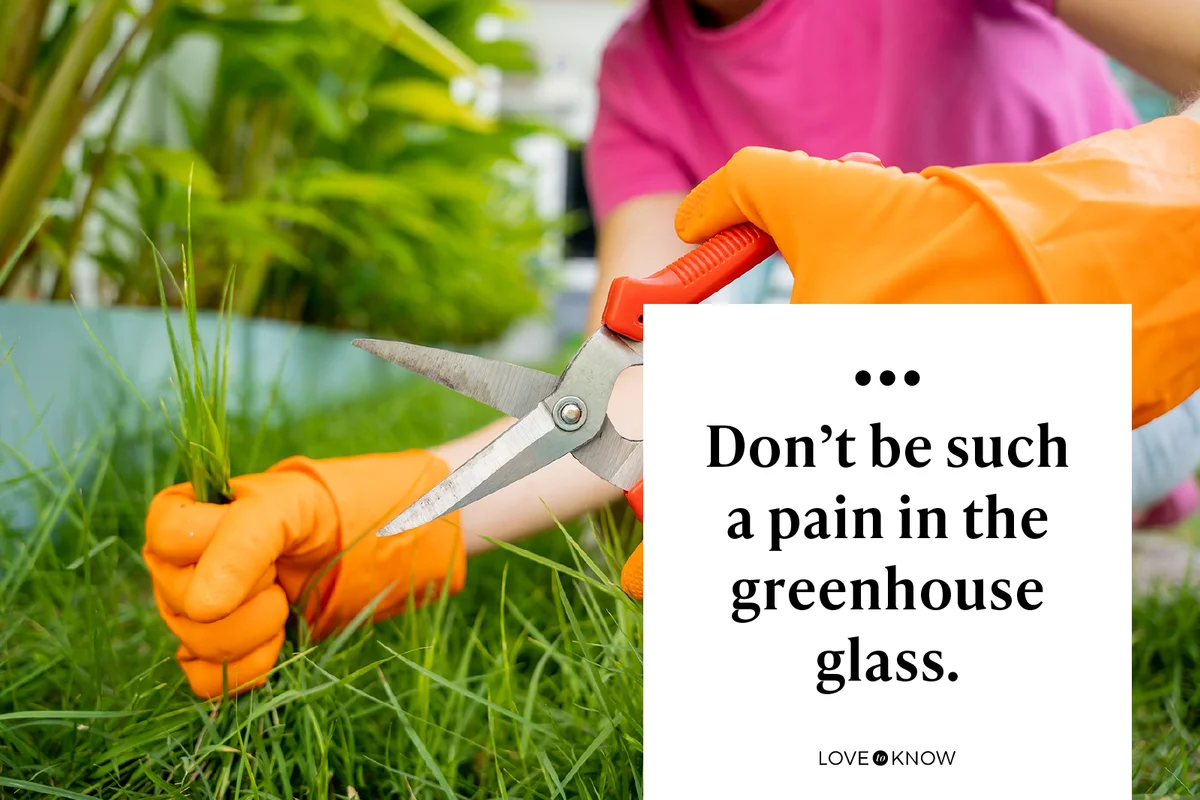 Don’t be such a pain in the greenhouse glass.