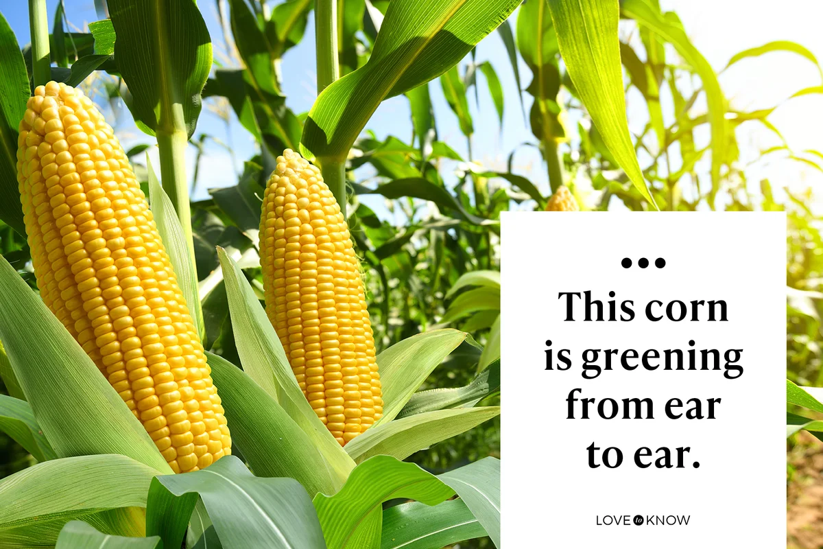 This corn is greening from ear to ear.