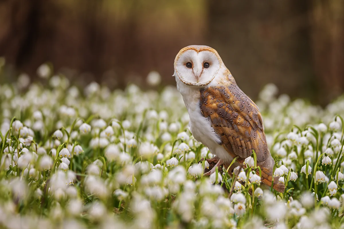 Female barn owl (Tyto alba) sitting on a forest pallet full of snowbells
